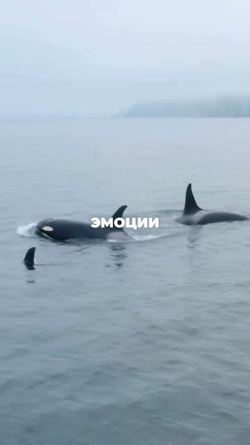 Поехали с нами на Камчатку