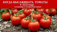 КОГДА ВЫСАЖИВАТЬ ТОМАТЫ В 2025 ГОДУ в теплицу и открытый грунт: Подберите СРОКИ ДЛЯ СВОЕГО РЕГИОНА