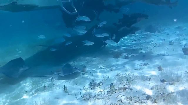 Copy of Swimming with sharks and stingrays