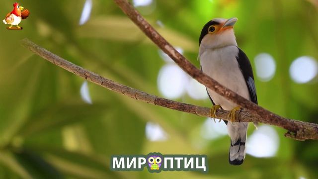 Мир птиц – красота и грация пернатых созданий Природы 🦩🦚🦜 Выпуск (20) 🦉🐦🐤