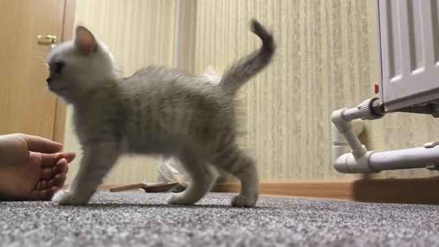 Котята кошки Кайли и котика Маню в своём новом доме.