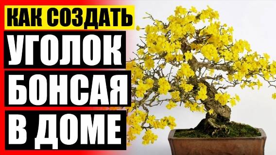 🔵 Вырастить клен из семечка в домашних условиях ✔ Бонсай дуб как вырастить в домашних 👌