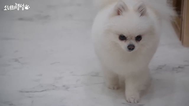 동물 사진을 오려 붙였더니 강아지 반응ㅋㅋㅋ