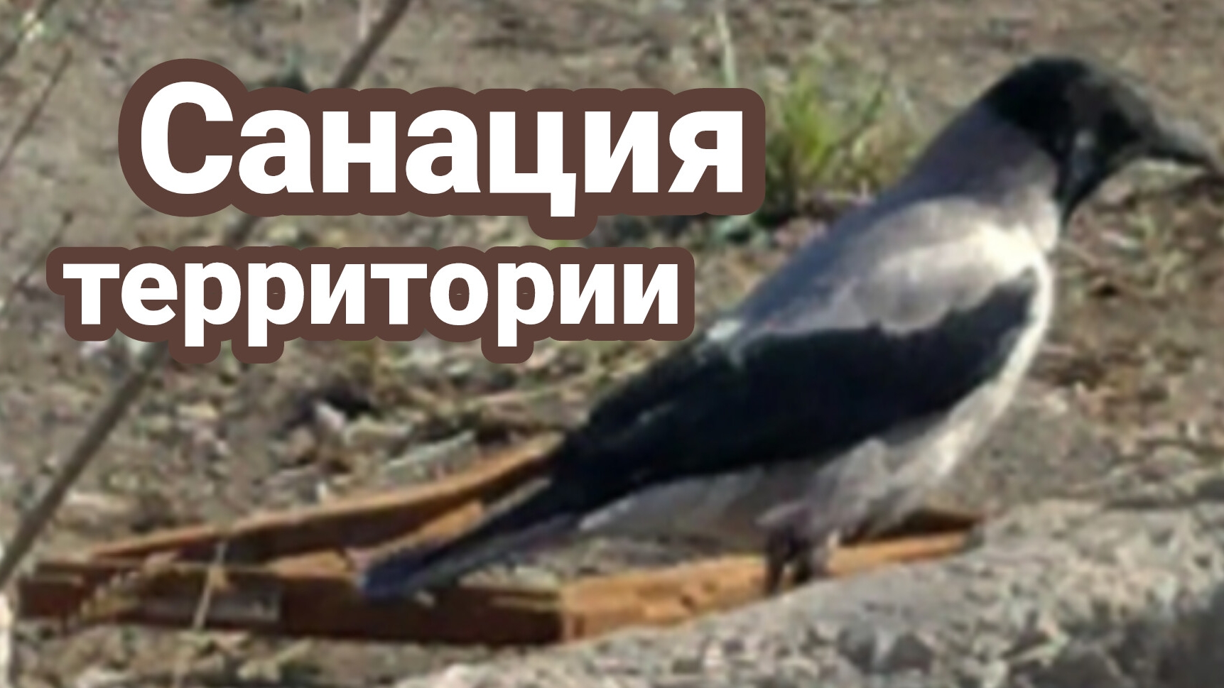 Две серые вороны