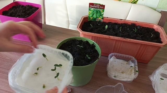 Съездила к стоматологу__сажаю огурцы__отдаю детские вещи