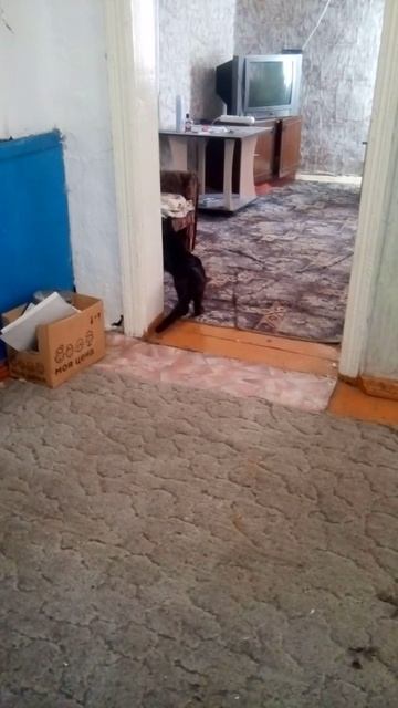 VID_20250410_160347.3gp