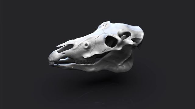 Horse skull study - Zbrush 2020