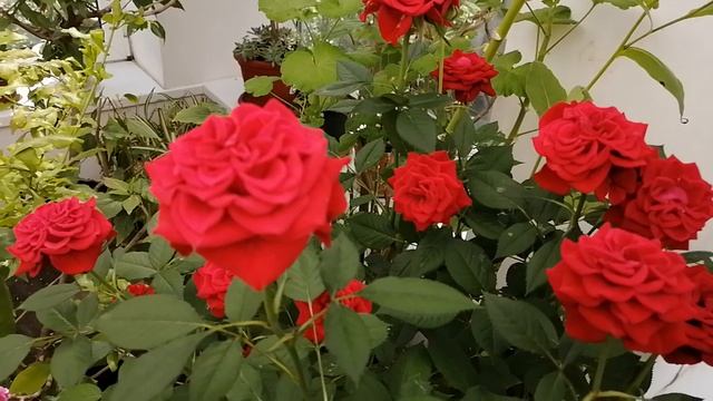 Цветет комнатная роза, апрель.