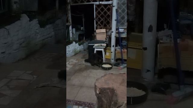 Ты змей .mp4