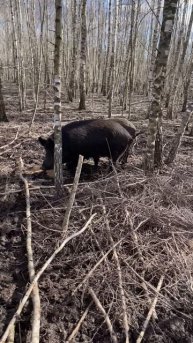 Охота на Кабана