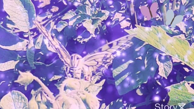 Бабочка 🦋