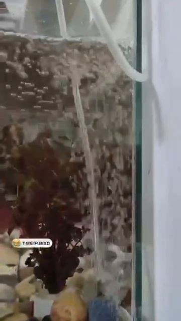 крабовые....веселья