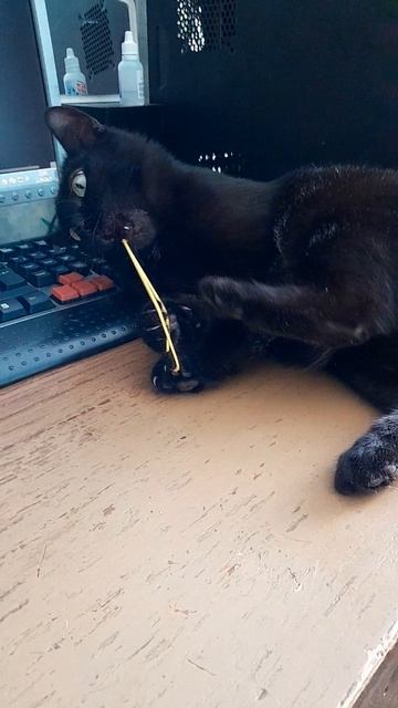 бешеная Васька