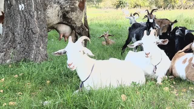 Козы отдыхают