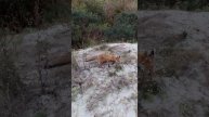 ЛИСА НА БАЛТИЙСКОМ ПЛЯЖЕ