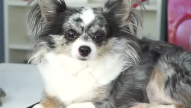 СОБАКА ХОМЯК?! Новая причёска! Стригу собаку!🐹✨