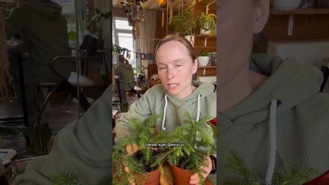 Араукария. Хвойное для комнаты!
