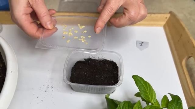 СЕКРЕТЫ УСПЕШНОЙ ПОСЕВЫ ПЕРЦА_ ВСЕГДА СИЛЬНАЯ И МОЩНАЯ РАССАДА