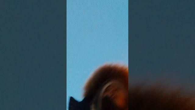 иду гулять с Чаки и Снежинкой