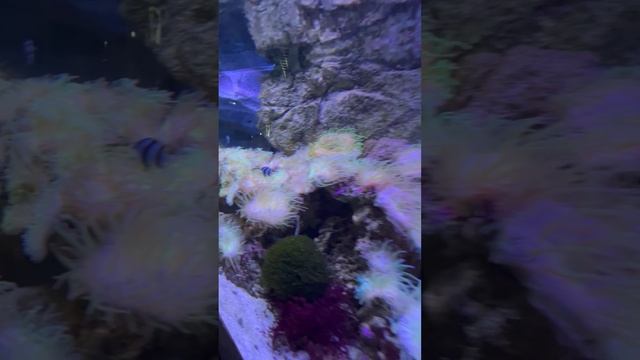 Красота морского Мира