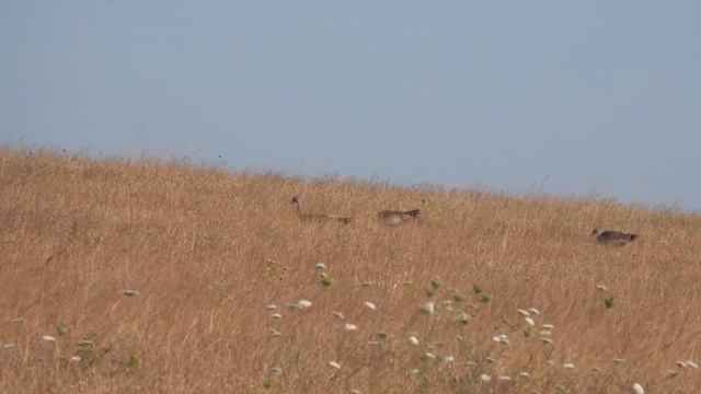 Great Bustards, Spain