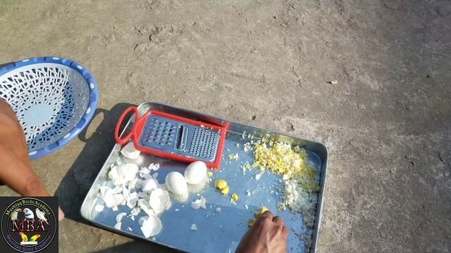 Best Source Of Protein & Calcium For All Birds | How To Make Egg Food For Zebra Finches | Egg Food