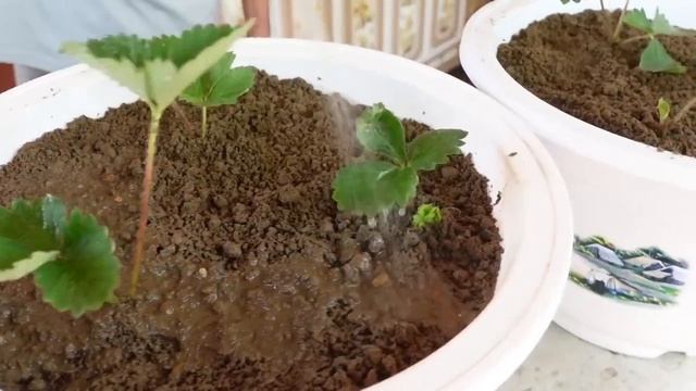 Выращивание клубники из семян дома