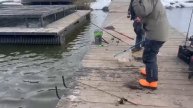 Поимки форели в Кутузово 11.04.2025