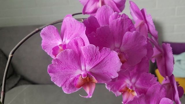 Орхидея Las Palmas мутация