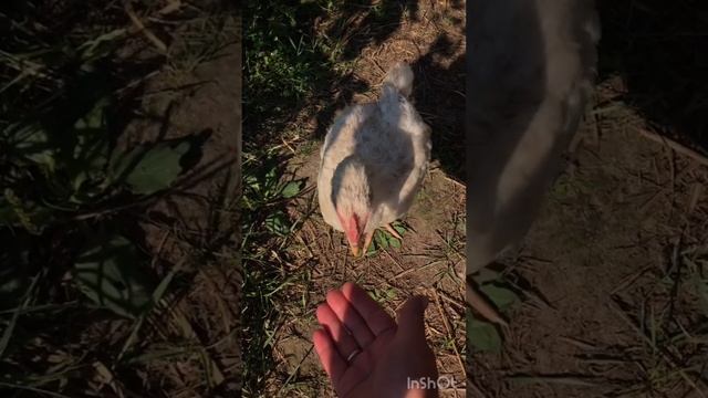 Дружелюбный бройлер Скреппи и другие.