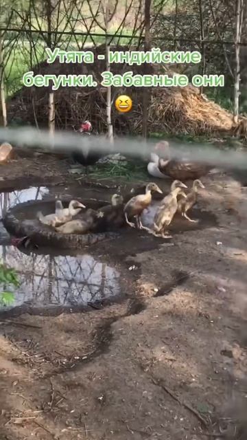 Новые утята. Индийский бегунок