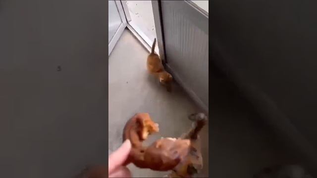 Котики