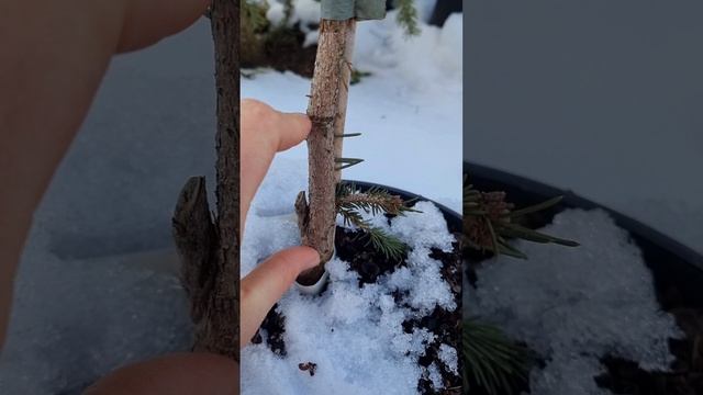 Сколько лет саженцу ели?