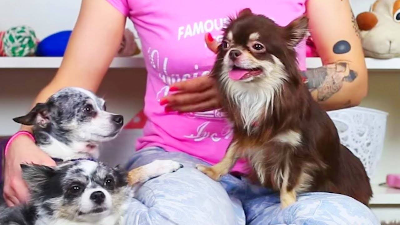 СОБАКА МИША ЗАБОЛЕЛА? Забота о здоровье питомца и лечение дома 🏥🐾