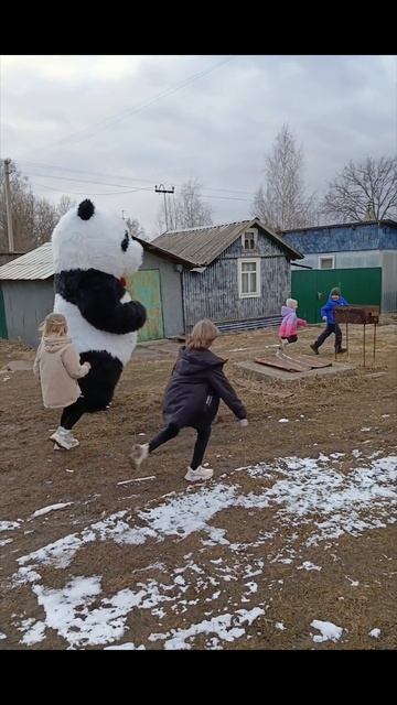 панда