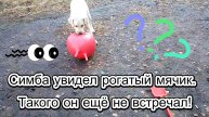 Симба увидел рогатый мячик. Такого он ещё не встречал!