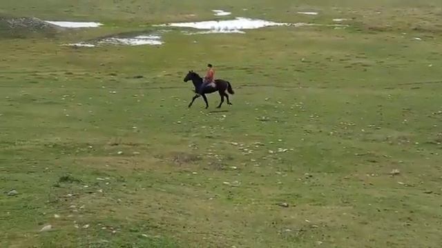 жеребчик врождённый иноходец