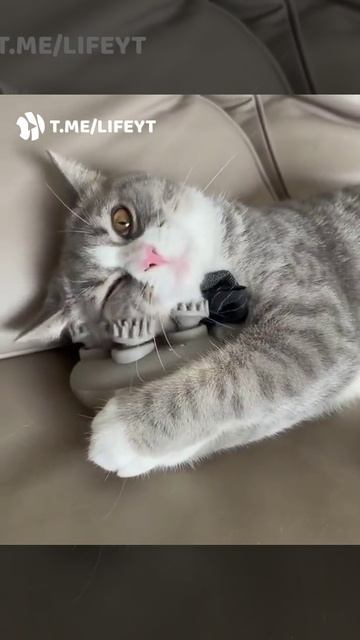 сам себе корешь