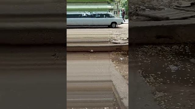Голубиные бои на улице