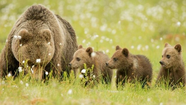 В мире животных