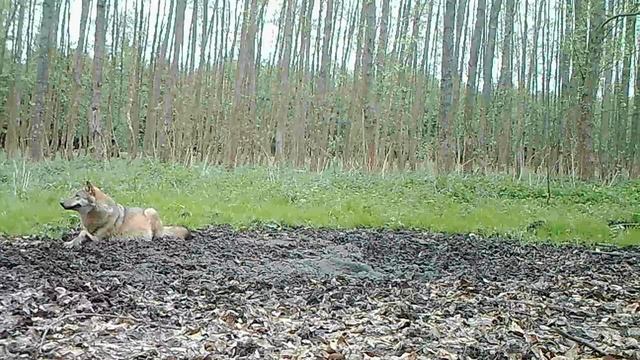 Беременная хромая волчица: что ее ждёт?