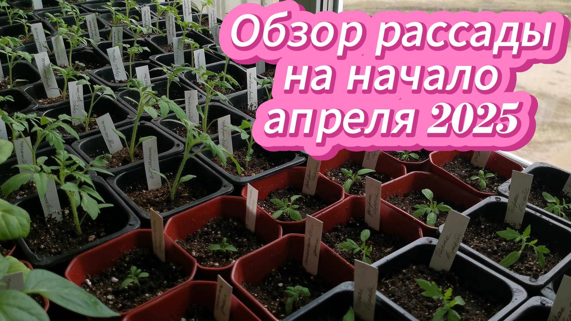 Наша рассада в апреле 2025