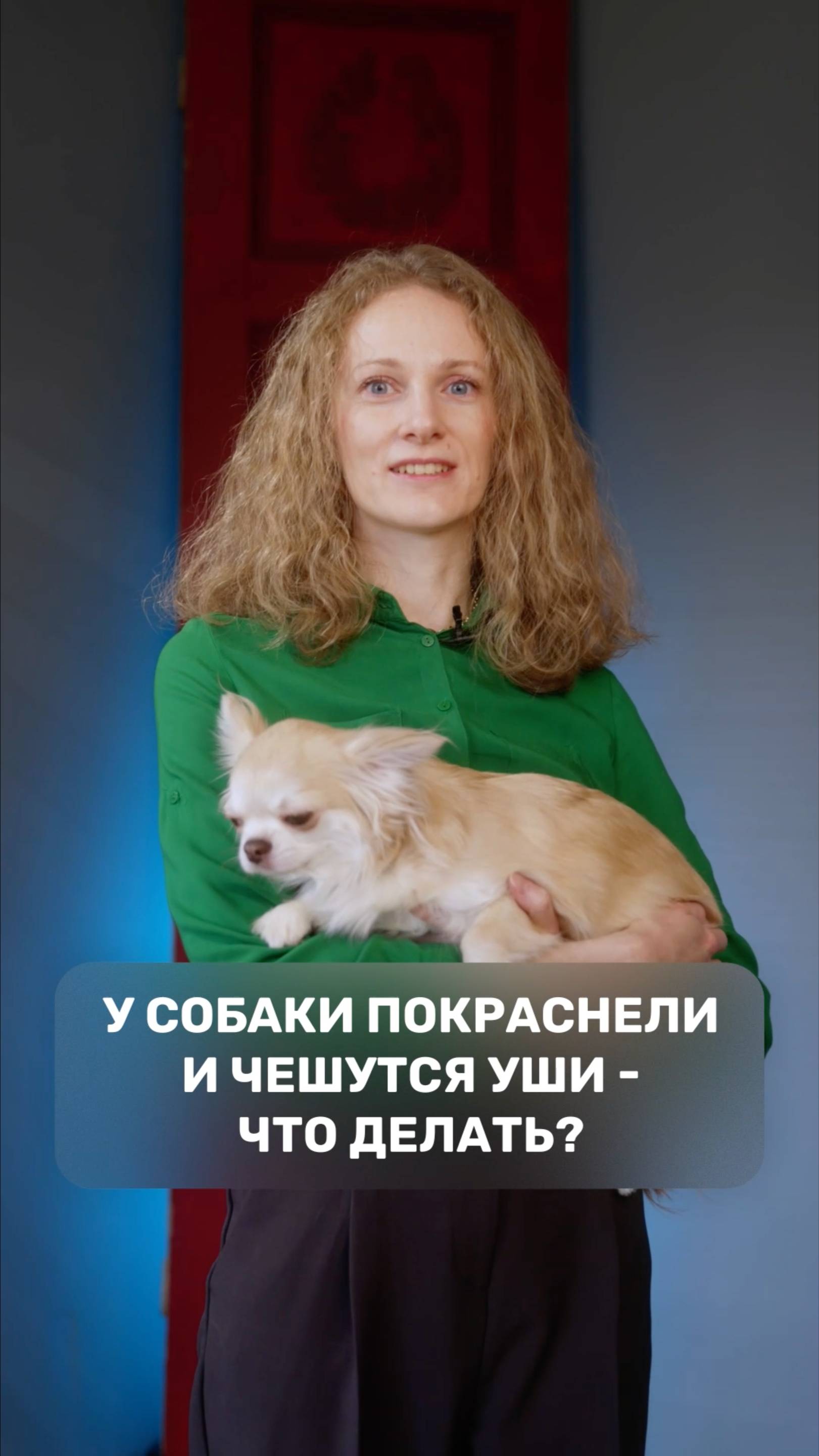 У собаки покраснели и чешутся уши – что делать?