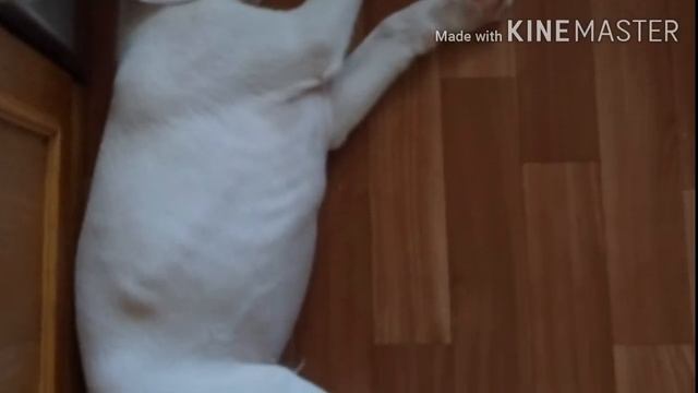 колыханка для белого боксера Рэя😴