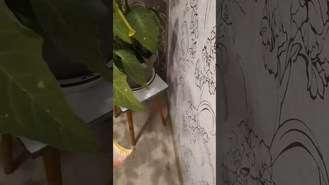 🎞️24.Моя красавица Бругмансия🌿🌿🌿🌿🌿🌿.Видео 2024 года.Пик цветения август.