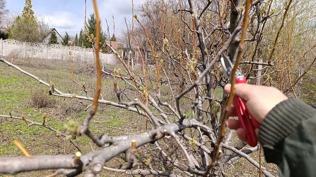 Второй сезон работы с деревом после омолаживающей обрезки.