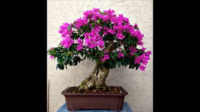 BEGONVİL BAKIMI (Bougainvillea) İŞİTME ENGELLİLER İÇİN GÜNCELLENMİŞTİR