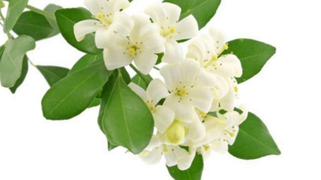 ЖАСМИН 2016 2017 года