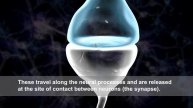 A new tool to study neural networks