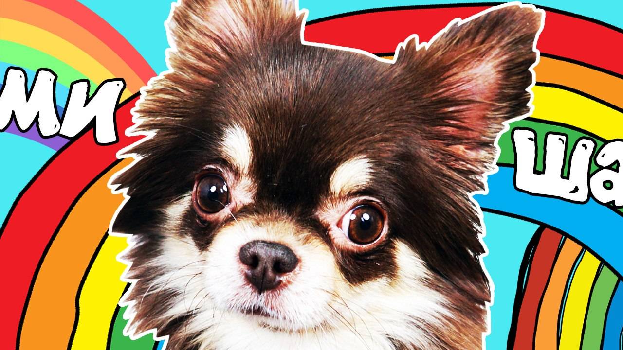 МОЯ СОБАКА МИША: первые впечатления дома, реакция и забавные моменты 🐶🏡